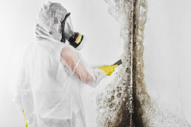 Best Air Quality Testing for Mold Spores  in West Union, OH