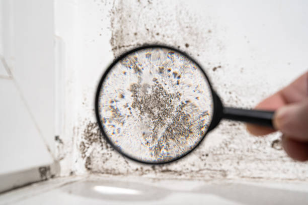 Why You Should Choose Our Mold Remediation Services in West Union, OH