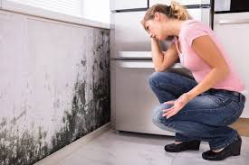 Environmental Consulting for Mold Prevention in West Union, OH